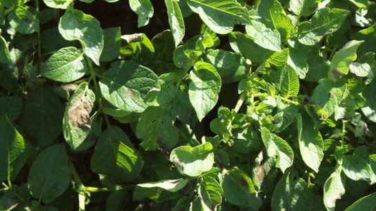 closeup_sample_field.jpg