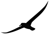 Albatross