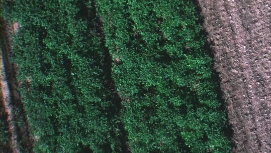 csm_sample_field_6382c4032c.jpg