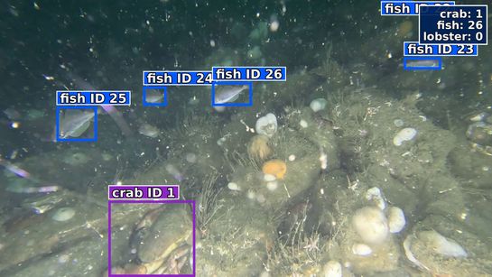 Beispielbild der Fischerkennungssoftware